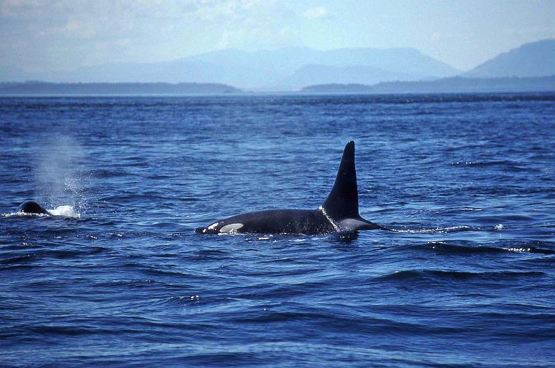 1998-07 Orcas Island 27 Whale Watching.jpg
